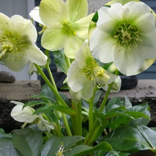 Helleborus orientalis 'Pretty Ellen White' - Kaukaasia lumeroos 'Pretty Ellen White' P9/0,55L  